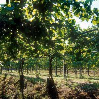 Cascina Piano Estate